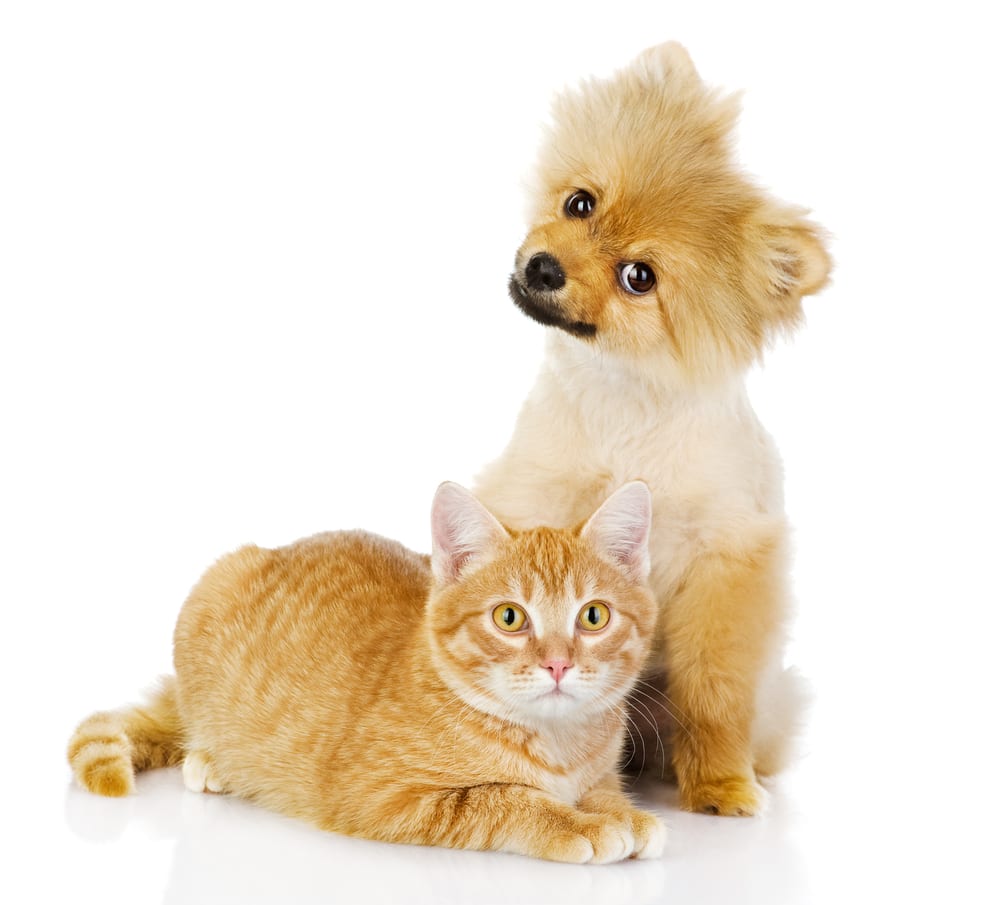 Cat or Dog for the Family Pet? - The 3 Deciding Considerations